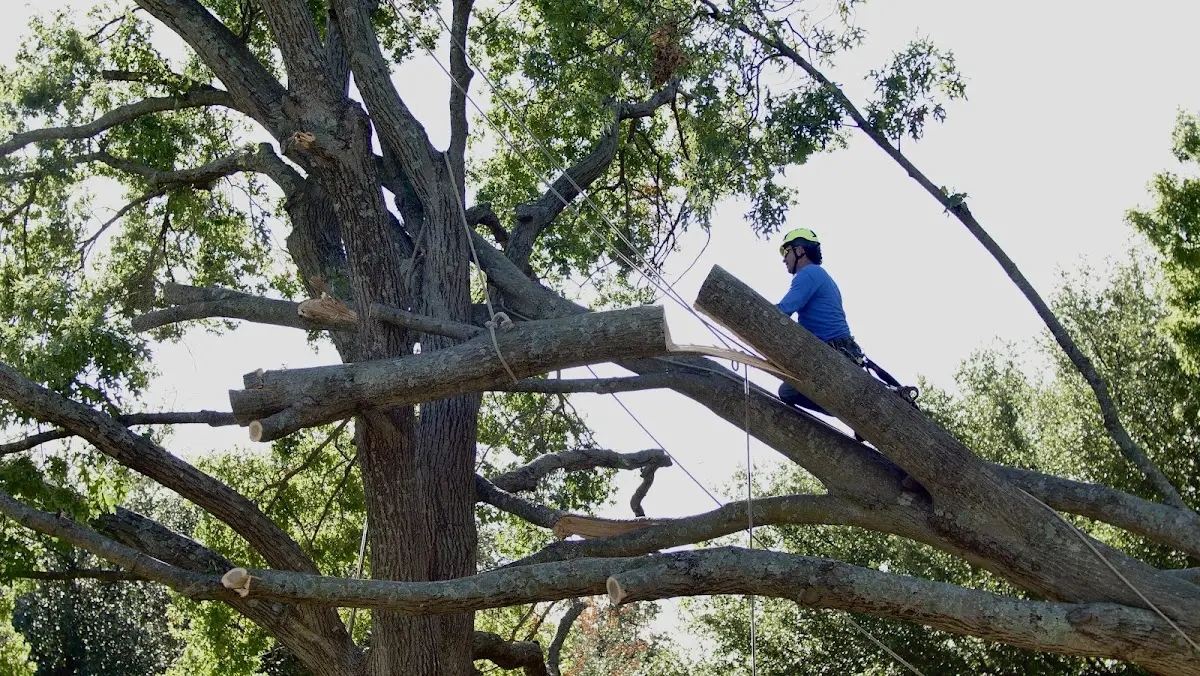 Professional Hazardous Tree Removal performed by certified arborists in Logan