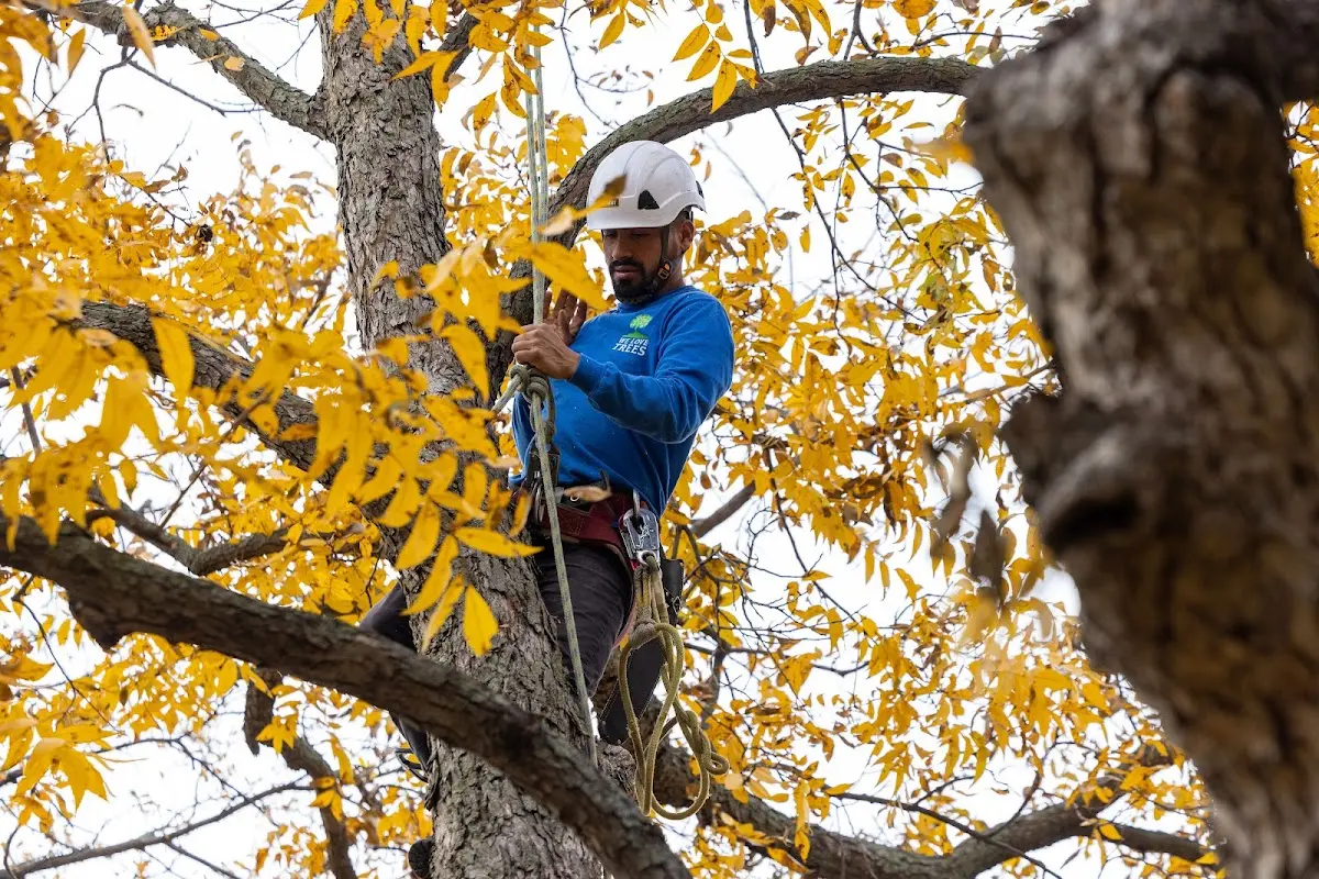 Skilled Storm Damage Cleanup crew working in Logan