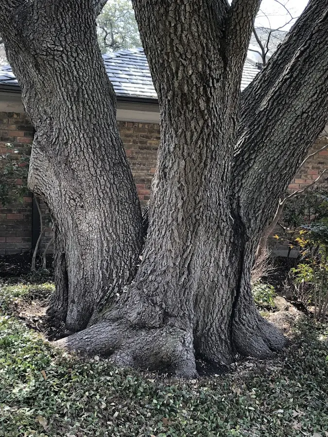 Mature heritage tree close to a Logan property cared for by certified arborists